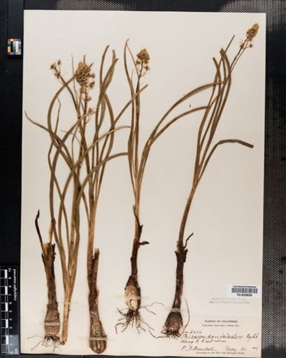 Plantae