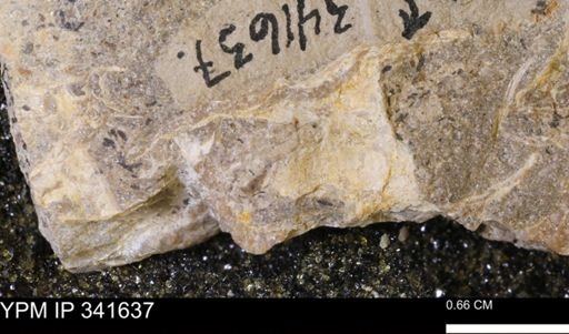 Scaphites sp.