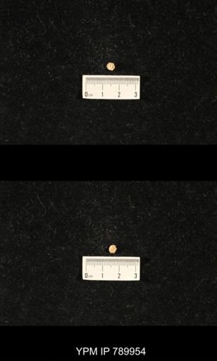 taxon undetermined