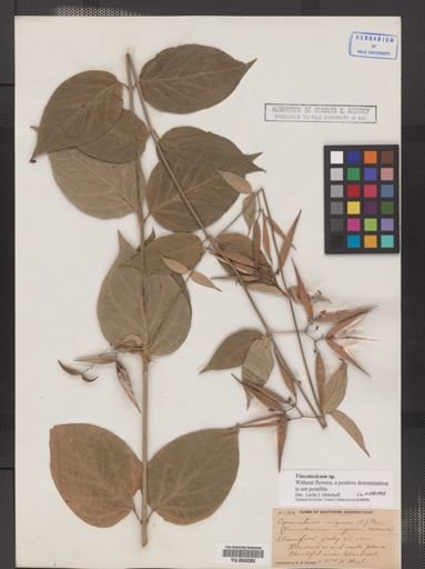 Cynanchum nigrum