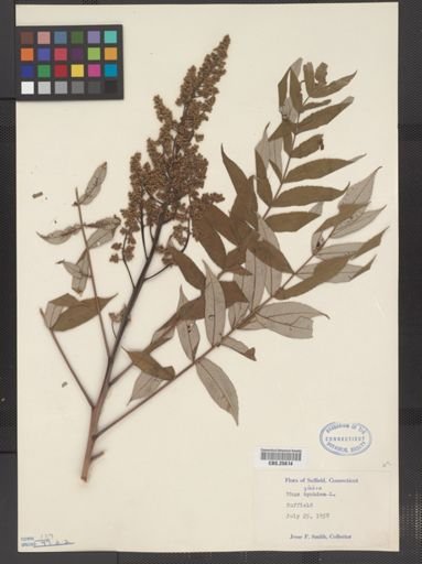 Rhus glabra