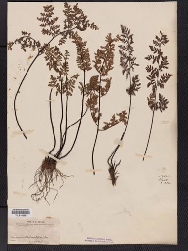 Cheilanthes