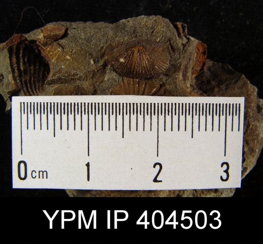 Devonochonetes sp.