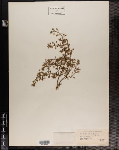 Plantae