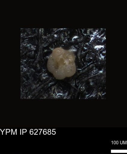 undet. Foraminiferida