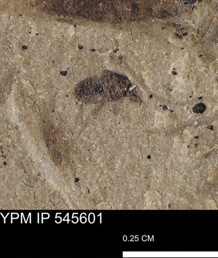 undet. Insecta