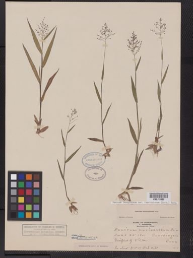 Panicum lanuginosum