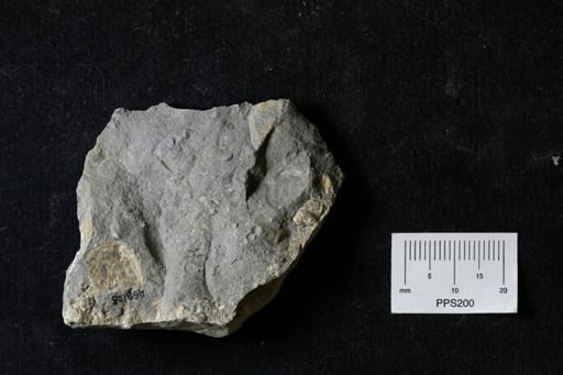 Pholidostrophia iowaensis
