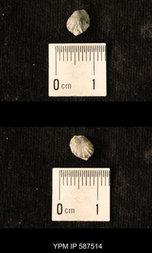 Camarotoechia whitei