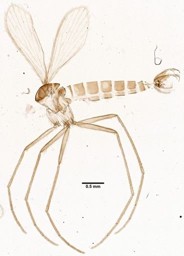 Lutzomyia cruzi