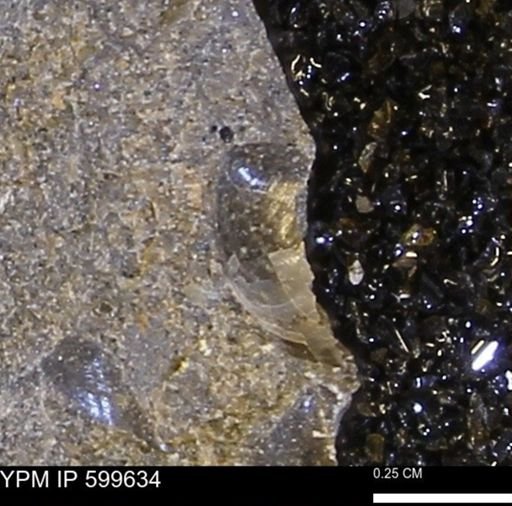 Protocardia subquadrata