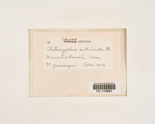 Plantae