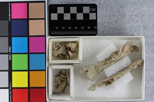 Hoplophoneus sp.