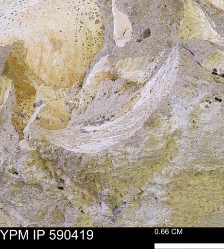 Protocardia?