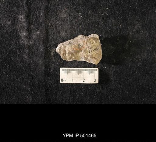 Lingula sp.
