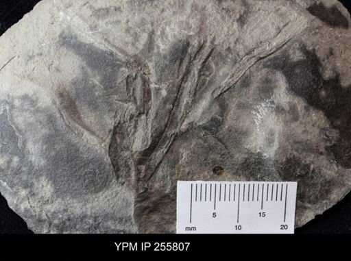 Sphenothallus sp.