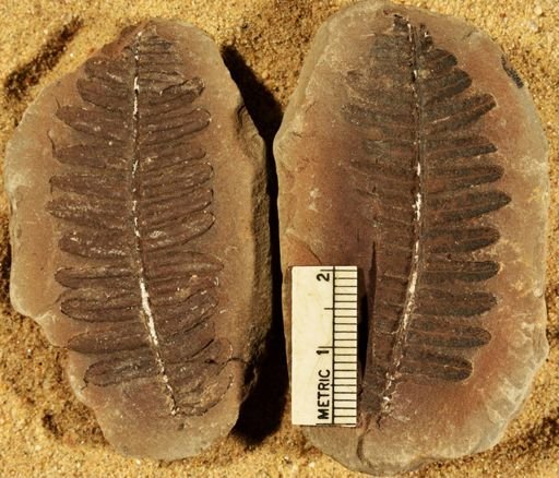Pecopteris