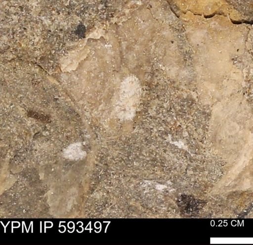taxon undetermined
