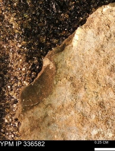 undet. Mollusca