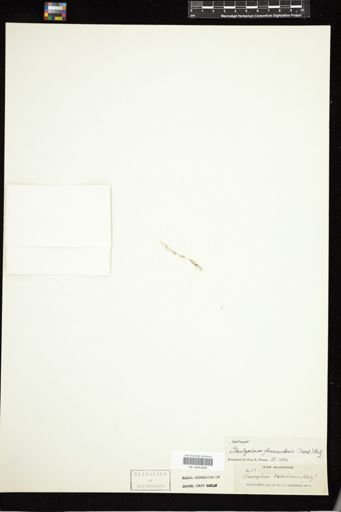 Cladophora fascicularis
