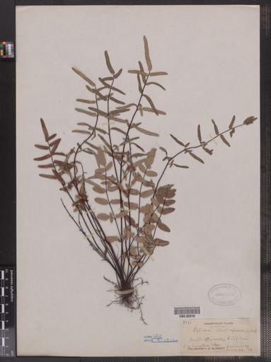 Pellaea atropurpurea