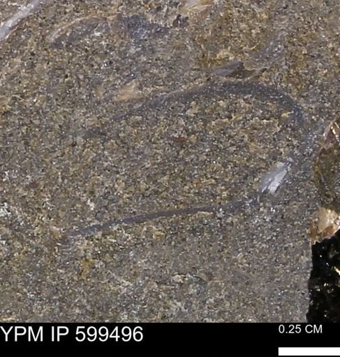 undet. Bivalvia
