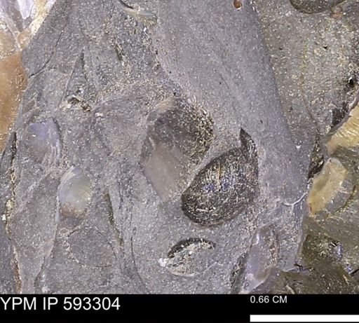 undet. Bivalvia