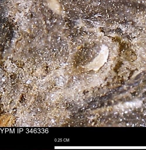 Mollusca?