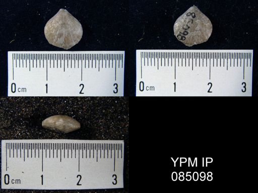 Uncinulus sp.