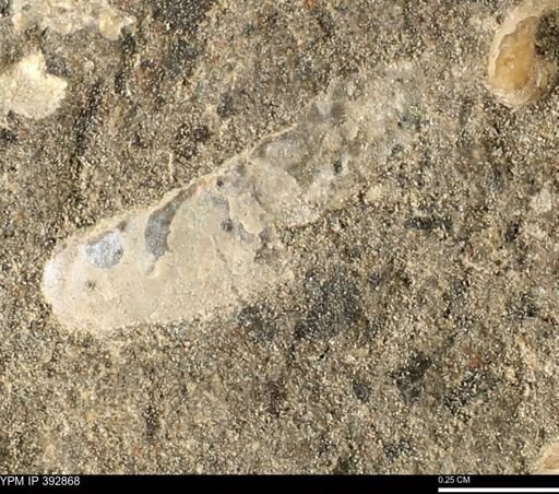 Scaphites sp.