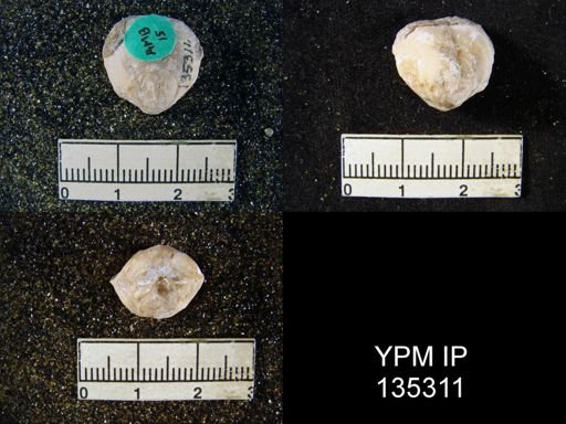 Orthis (Schizophoria) cf. derbyi