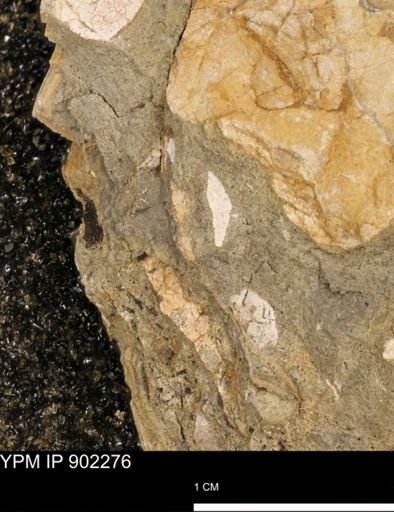 undet. Mollusca