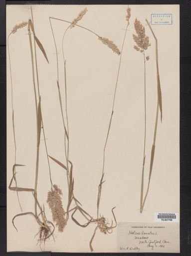 Holcus lanatus
