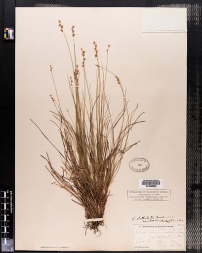 Carex cephalantha