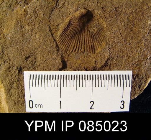 Camarotoechia cf. cartieri