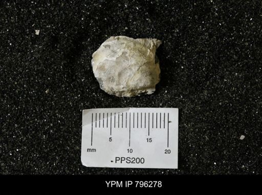 Inoceramus barabini
