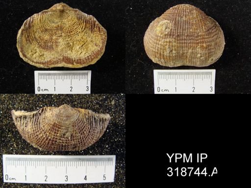 Productus semireticularis