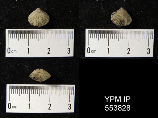 undet. Rhynchonellida
