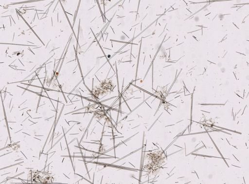 Polymastia andrica