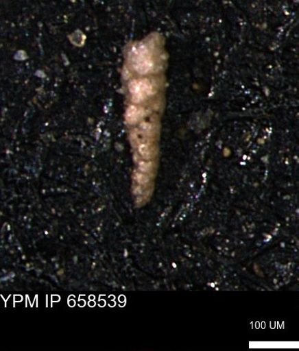 Verneuilinoides kansasensis