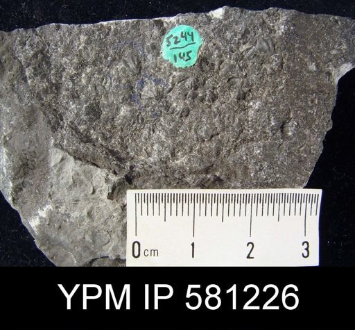 Howellella sp.