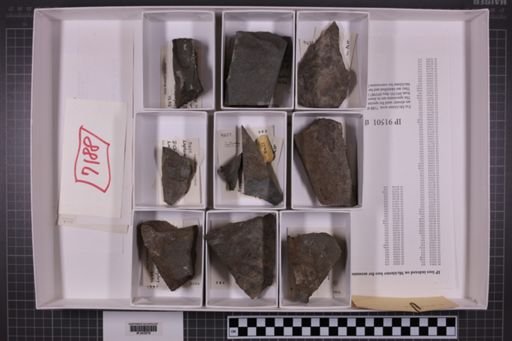 mixed taxa, stratigraphic collection
