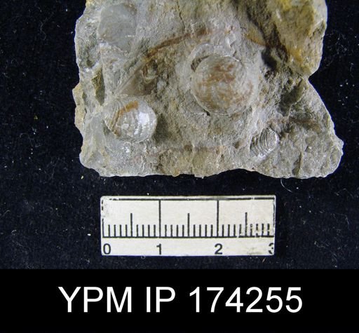 Cancrinella sp.