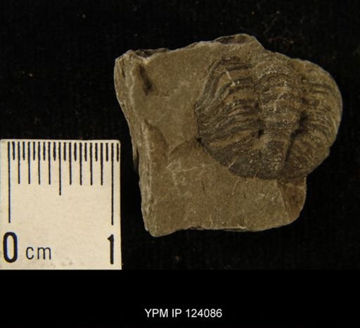 Phacops rana