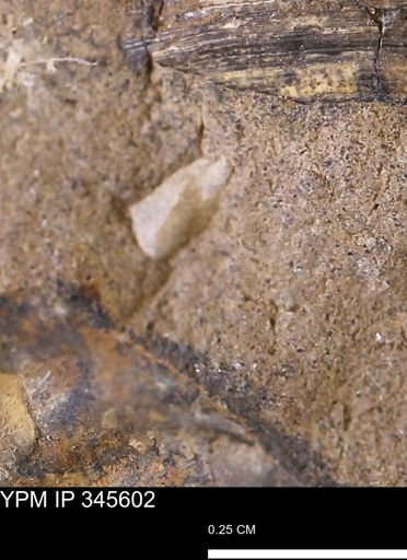 undet. Mollusca