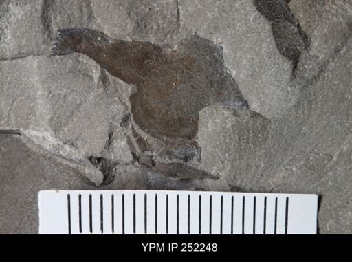 undet. Eurypterida