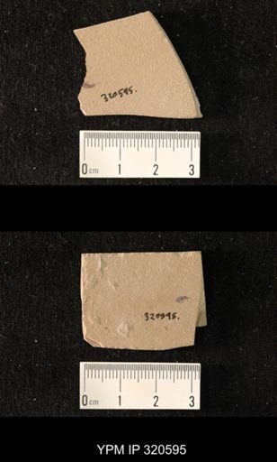 undet. Curculionidae