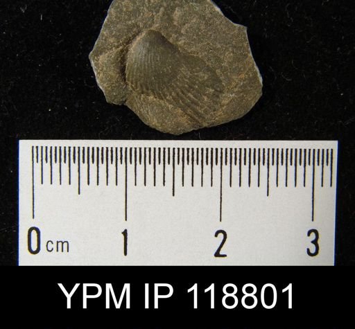 Camarotoechia rossbrookensis