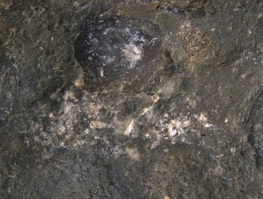 Aplocoma damesii