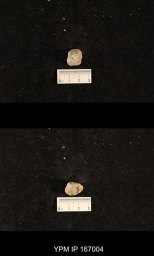 Bellerophon sp.